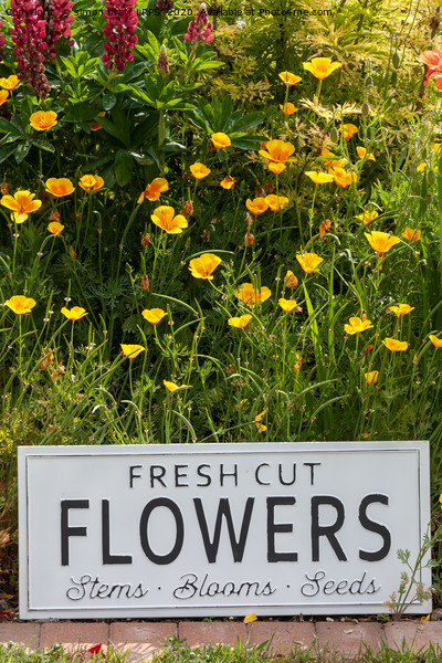 Garden flowers with fresh cut flower sign 0749 Picture Board by Simon Bratt LRPS