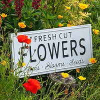 Buy canvas prints of Garden flowers with fresh cut flower sign 0765 by Simon Bratt LRPS