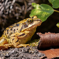 Buy canvas prints of Common UK frog in unusual yellow colour by Simon Bratt LRPS