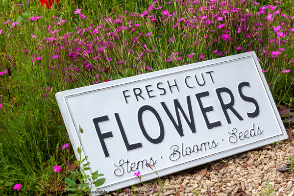 Garden flowers with fresh cut flower sign 0737 Picture Board by Simon Bratt LRPS