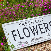 Buy canvas prints of Garden flowers with fresh cut flower sign 0737 by Simon Bratt LRPS