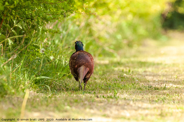 Pheasant male walking away along a hedge Picture Board by Simon Bratt LRPS