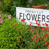 Buy canvas prints of Garden flowers with fresh cut flower sign 0735 by Simon Bratt LRPS