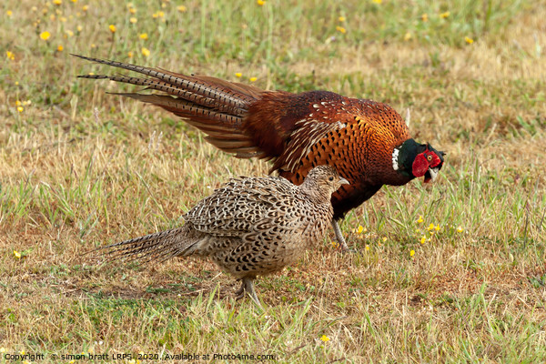 Pheasant courtship and mating ritual display Picture Board by Simon Bratt LRPS
