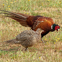 Buy canvas prints of Pheasant courtship and mating ritual display by Simon Bratt LRPS