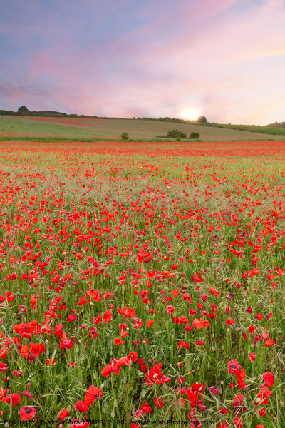 Stunning poppy fields at sunrise with pink skies Picture Board by Simon Bratt LRPS