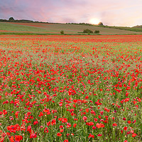 Buy canvas prints of Stunning poppy fields at sunrise with pink skies by Simon Bratt LRPS