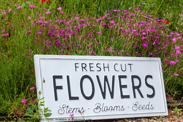 Garden flowers with fresh cut flower sign 0738 Picture Board by Simon Bratt LRPS