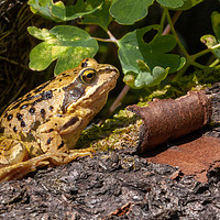 Buy canvas prints of Frog on a log close up by Simon Bratt LRPS