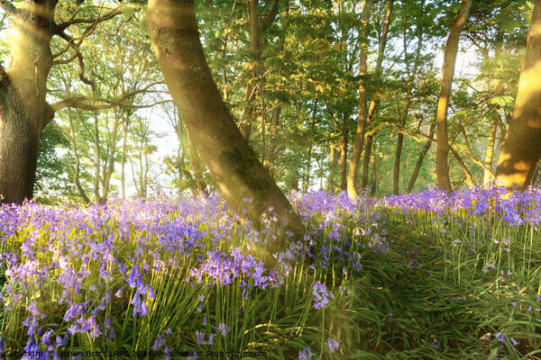 Path through bluebell woods in springtime Picture Board by Simon Bratt LRPS