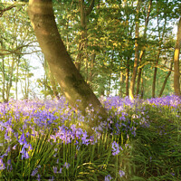 Buy canvas prints of Path through bluebell woods in springtime by Simon Bratt LRPS