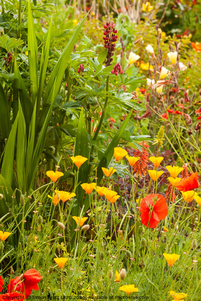 Beautiful garden flowers in summer time Picture Board by Simon Bratt LRPS