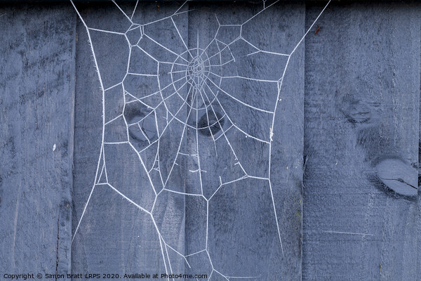 Spiders web on fence covered in ice Picture Board by Simon Bratt LRPS