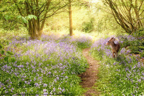 Little deer in bluebell woodland Picture Board by Simon Bratt LRPS