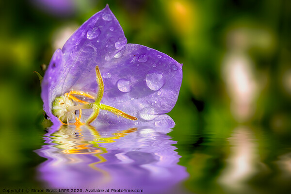 Campanula purple flower in water Picture Board by Simon Bratt LRPS