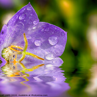 Buy canvas prints of Campanula purple flower in water by Simon Bratt LRPS