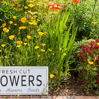 Buy canvas prints of Garden flowers with fresh cut flower sign 0751 by Simon Bratt LRPS