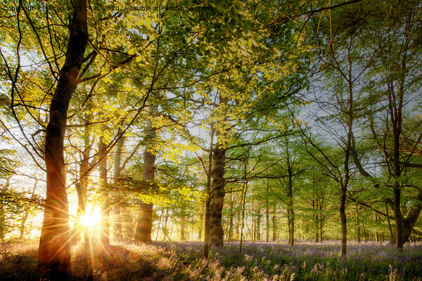 Sunrise in an English bluebell forest  Picture Board by Simon Bratt LRPS