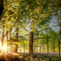 Buy canvas prints of Sunrise in an English bluebell forest  by Simon Bratt LRPS
