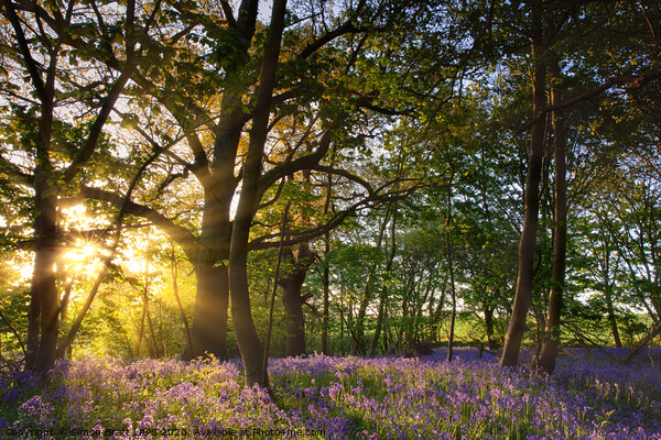 Sunrise in bluebell woods in Norfolk UK Picture Board by Simon Bratt LRPS