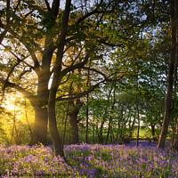 Buy canvas prints of Sunrise in bluebell woods in Norfolk UK by Simon Bratt LRPS