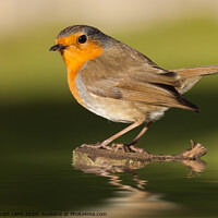 Buy canvas prints of British robin redbreast close up on water by Simon Bratt LRPS