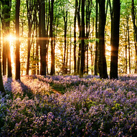 Buy canvas prints of Bluebells blooming in the forest by Simon Bratt LRPS