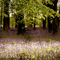 Buy canvas prints of Bluebells in the wood with sunlight  by Simon Bratt LRPS