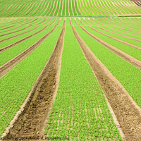 Buy canvas prints of Farmland furrows with green vegetables growing in perspective by Simon Bratt LRPS