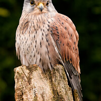 Buy canvas prints of Kestral resting close up by Simon Bratt LRPS