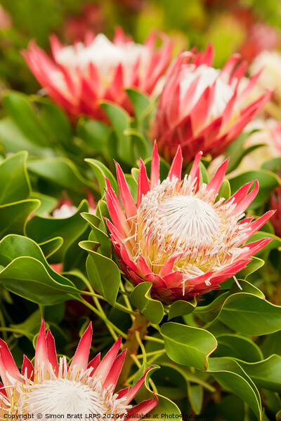 King Protea flowers Picture Board by Simon Bratt LRPS