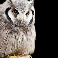 Buy canvas prints of Owl on a post by Simon Bratt LRPS