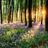Buy canvas prints of Path through bluebell woods by Simon Bratt LRPS