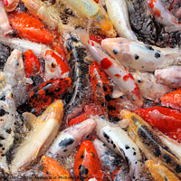 Buy canvas prints of Mass carp feeding close up by Simon Bratt LRPS