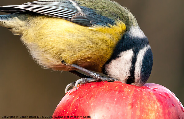 Detailed close up blue tit with beak inside a red apple Picture Board by Simon Bratt LRPS