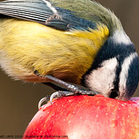 Buy canvas prints of Detailed close up blue tit with beak inside a red apple by Simon Bratt LRPS