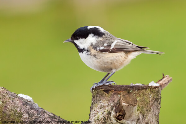 Little coal tit wild bird perched on a wooden stum Picture Board by Simon Bratt LRPS
