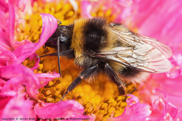 White tailed bumblebee macro sat on a pink Aster Picture Board by Simon Bratt LRPS