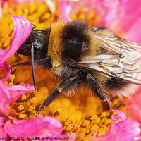 Buy canvas prints of White tailed bumblebee macro sat on a pink Aster by Simon Bratt LRPS