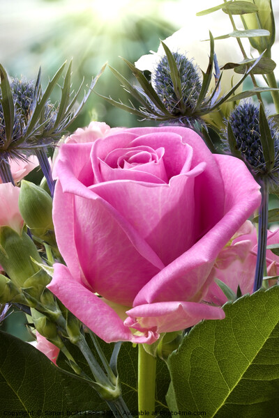 English pink rose close up in flower garden  Picture Board by Simon Bratt LRPS