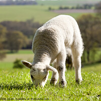 Buy canvas prints of Single lamb eating grass by Simon Bratt LRPS
