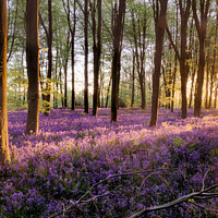 Buy canvas prints of Bluebell forest alive at sunrise by Simon Bratt LRPS