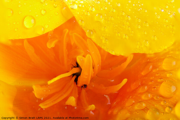 Orange poppy close up with water Picture Board by Simon Bratt LRPS