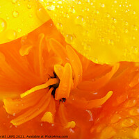 Buy canvas prints of Orange poppy close up with water by Simon Bratt LRPS