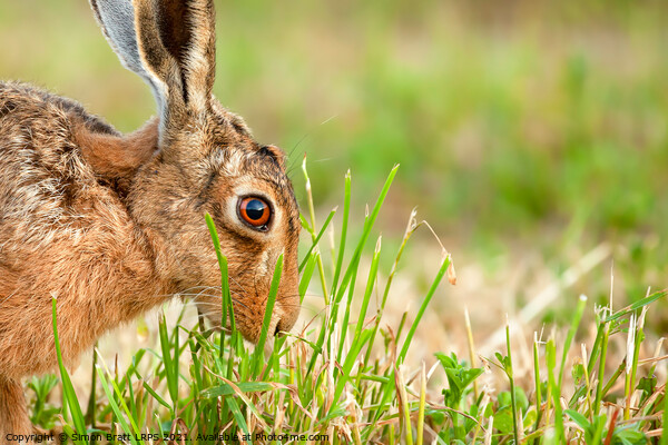 Wild hare in amazing close up detail Picture Board by Simon Bratt LRPS