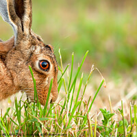 Buy canvas prints of Wild hare in amazing close up detail by Simon Bratt LRPS