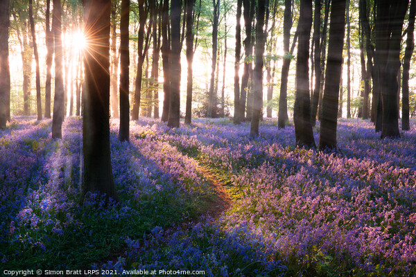 Bluebell woods path sunrise in Norfolk England Picture Board by Simon Bratt LRPS