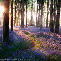 Buy canvas prints of Bluebell woods path sunrise in Norfolk England by Simon Bratt LRPS