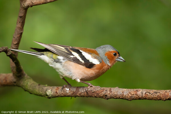 Male Chaffinch bird close up on a branch Picture Board by Simon Bratt LRPS
