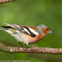 Buy canvas prints of Male Chaffinch bird close up on a branch by Simon Bratt LRPS